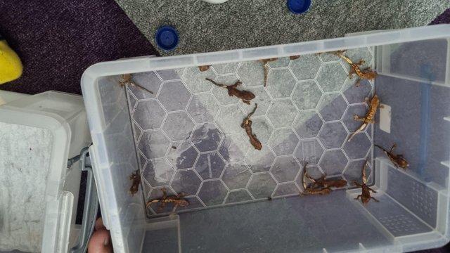 Image 1 of Baby crested geckos for sale :)