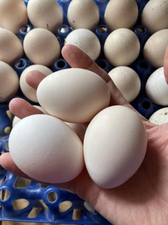 Image 3 of Poulet Bresse Gauloise hatching eggs £2.50 each