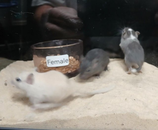 Preview of the first image of Baby Gerbils males and females.