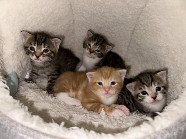 Image 1 of Beautiful kittens available