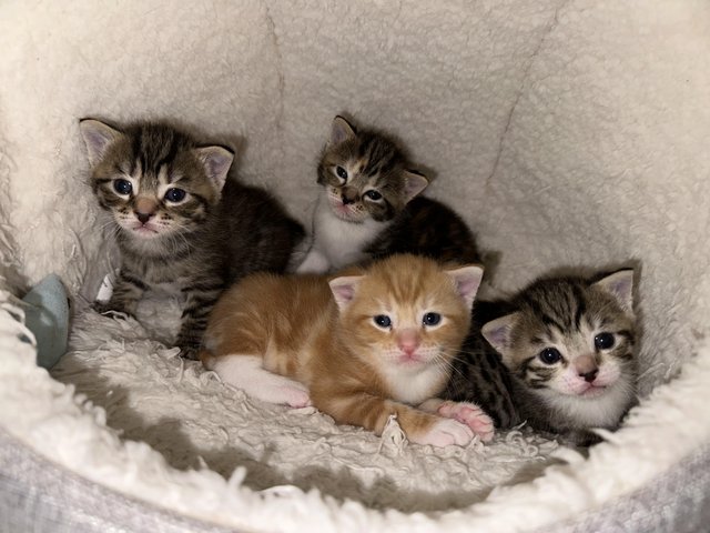 Preview of the first image of Beautiful kittens available.