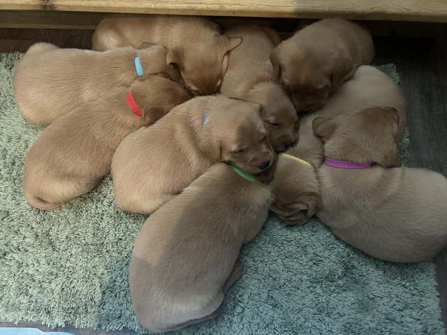 Preview of the first image of KC Fox Red Labrador puppies.