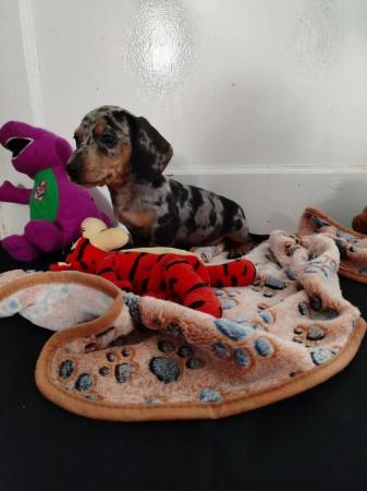 Image 5 of Miniature dachshunds boys available