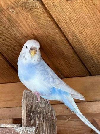 Image 2 of Beautiful Adult budgies for sale