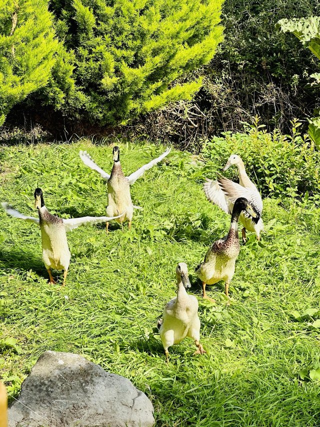 Preview of the first image of Female Indian runner ducks wanted for lovely home.