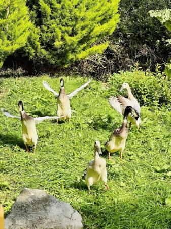 Image 1 of Female Indian runner ducks wanted for lovely home