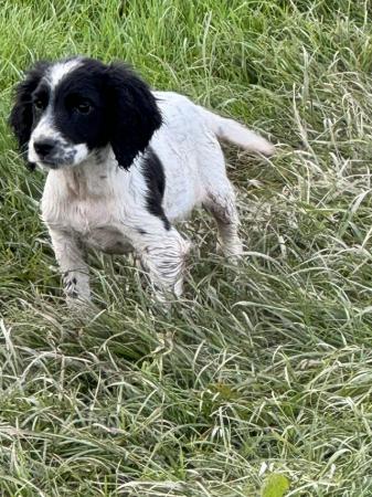 Image 6 of Lovely cocker spaniel puppies for sale