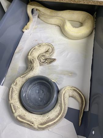 Image 3 of Male highway proven breeder royal python