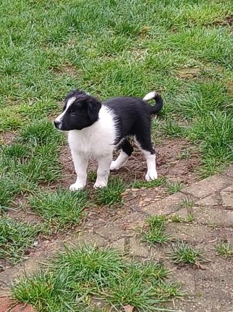 Image 8 of 9 week old black and white border collie puppies