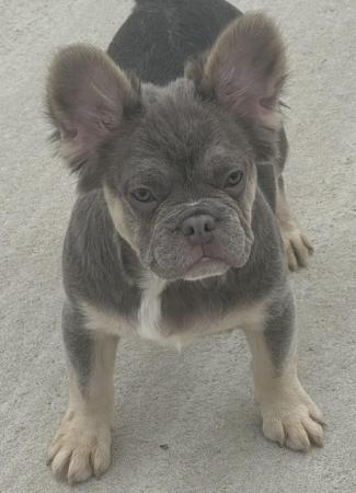 Image 7 of French bulldog puppies , ready now , KC reg , microchipped