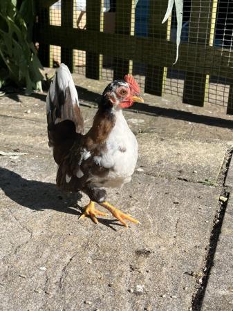 Image 2 of Serama chickens looking for forever homes