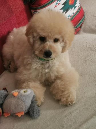 Image 10 of Gorgeous Cavapoo Boy from 5* Licensed Breeder