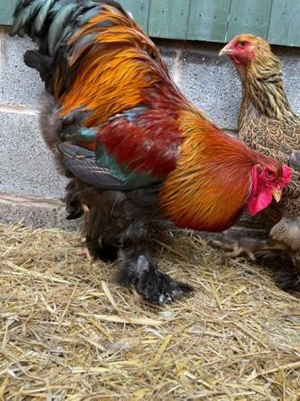 Image 3 of Brahma chickens, hatching eggs and chicks available!
