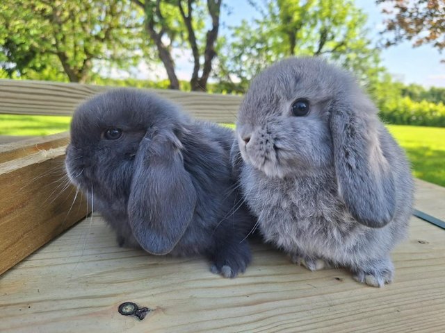 Preview of the first image of Mini Lop Pure Breed Baby Rabbits For Sale.
