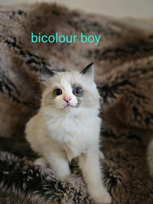 Blue bicolor ragdoll kittens best sale for sale near me