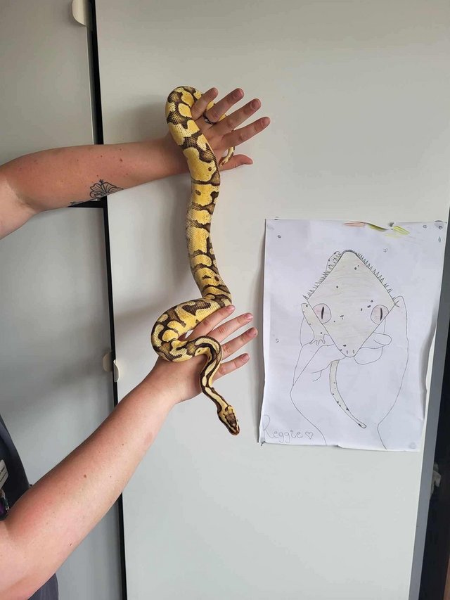 3 year old MALE ENCHI FIREFLY BALL PYTHON — Pets & Animals in Romford