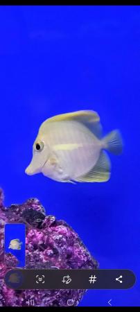 Image 4 of Yellow Tang Marine Fish