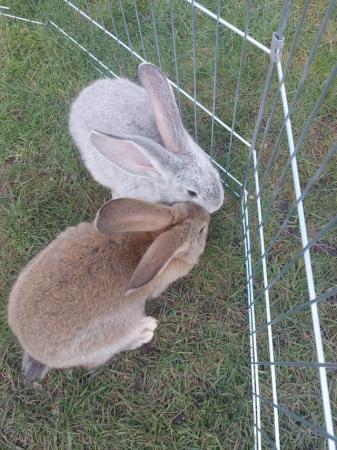 Image 1 of Mix colour Continental Giant Rabbit