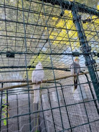 Image 4 of Adult pair of Cockatiel, White Female, Grey Male