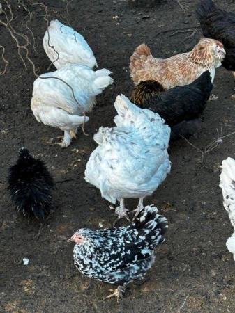 Image 5 of Silkie hens due to lay- other hens available pekins etc