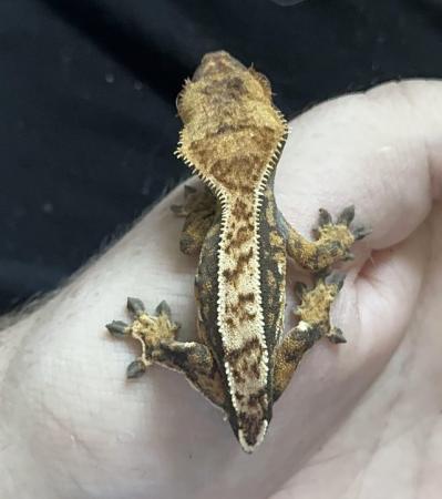 Image 10 of 9 baby crested geckos for sale