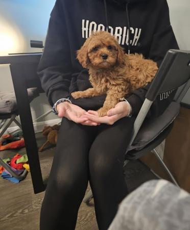 Poodle puppies for sale in Wolverhampton, West Midlands – 2 years old - Image 2 of 9