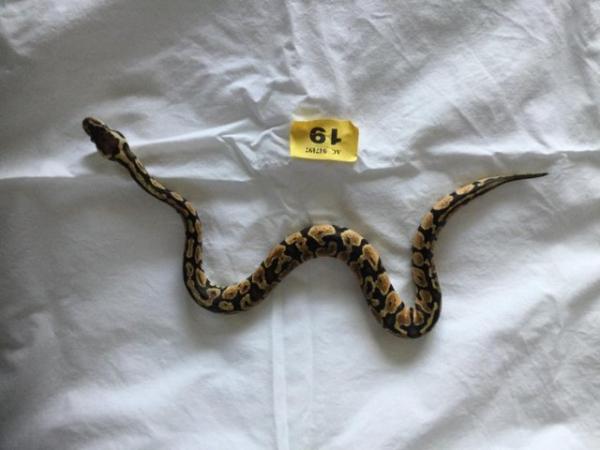 Image 4 of Pastel baby royal python - Female