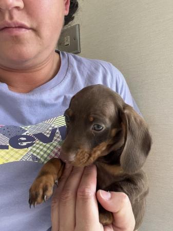 Image 4 of Dashund puppy’s for sale