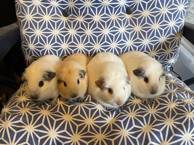 Preview of the first image of Californian Guinea pig baby boars.