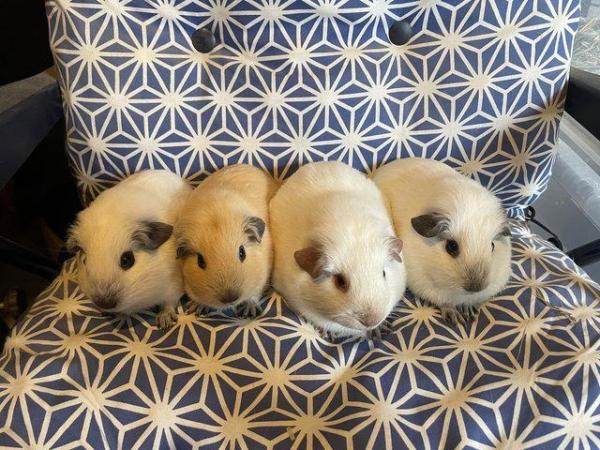 Image 1 of Californian Guinea pig baby boars