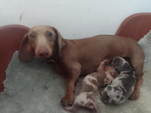 Image 4 of Miniature dachshunds puppies