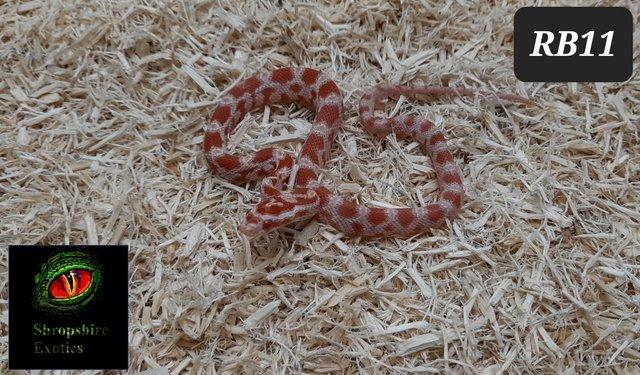 Image 2 of Rare strawberry cream, rootbeer and stripe corn snakes