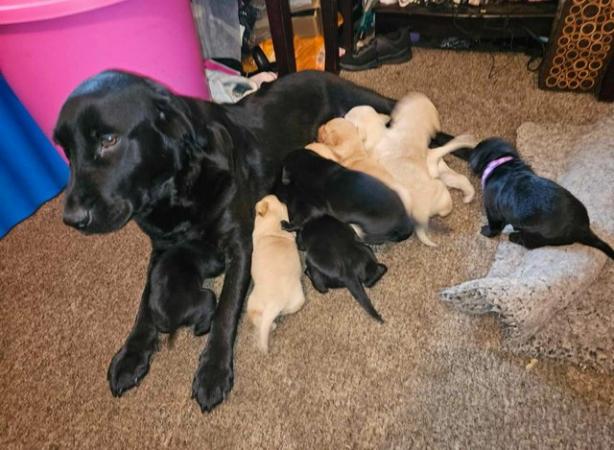 Image 2 of Labrador Puppies for sale