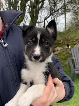 Image 1 of Gorgeous Tri Collie pups looking for forever homes!