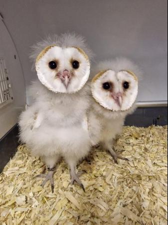Image 1 of Hand reared Barn Owls for sale