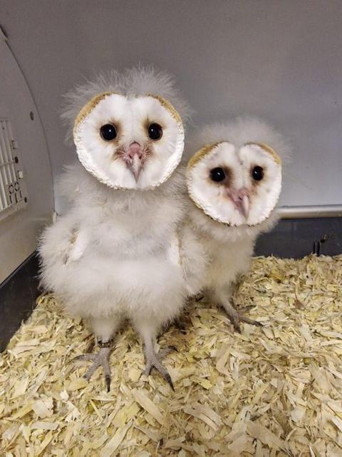 Preview of the first image of Hand reared Barn Owls for sale.