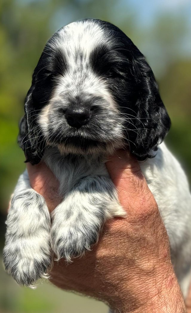 Preview of the first image of Glorious KC Reg Blue Roan Cocker pups Health Tested.