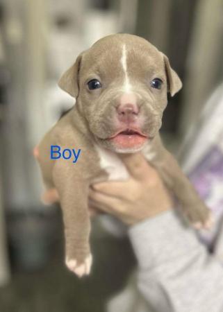 Image 2 of Pocket Bully pups for sale
