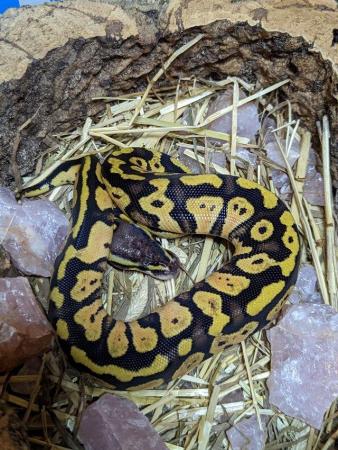 Image 4 of Various morph (GHI, Stripe, Pastels) baby royal/ball pythons