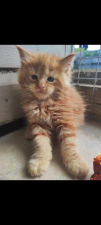 Image 1 of Adorable Maine Coon kittens