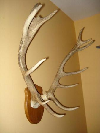 Image 1 of RED STAG ANTLERS 12 POINT 'ROYAL' ON PLAQUE.