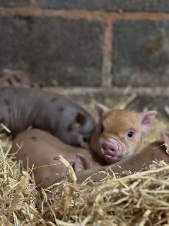 Image 4 of Genuine miniature piglets from WigglePigs
