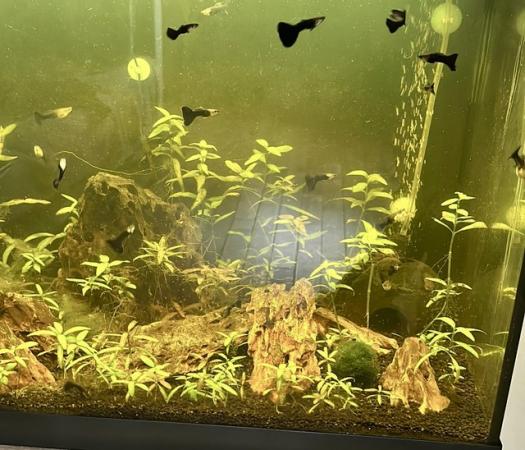 Image 2 of Guppies 10 for £10. Various colours M’s/F’s available