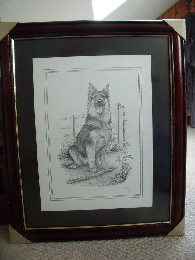 Preview of the first image of Signed C Varley Alsatian/German Shepherd framed b&w print..