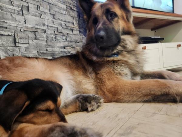Image 14 of German Shepherd / Doberman Rottweiler Pups 6 boys Left!!!