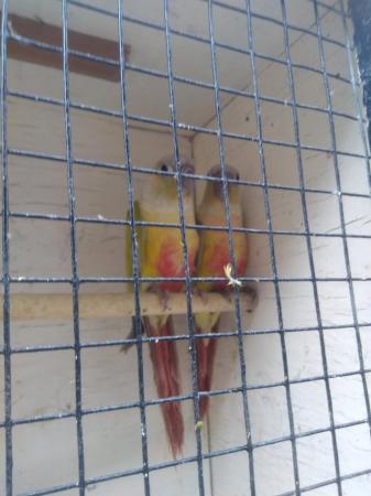 Image 4 of Young green cheek conures