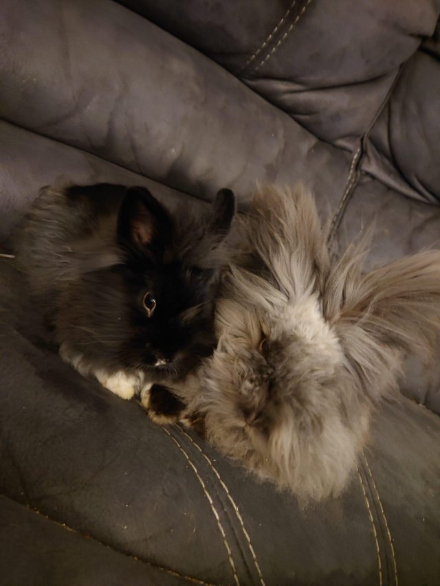 Preview of the first image of Male and female double main lion head rabbits.