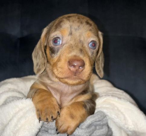 Image 4 of KC Registered Miniature Dachshund puppies.