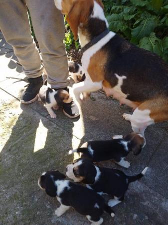 Image 2 of Beautiful beagle puppies
