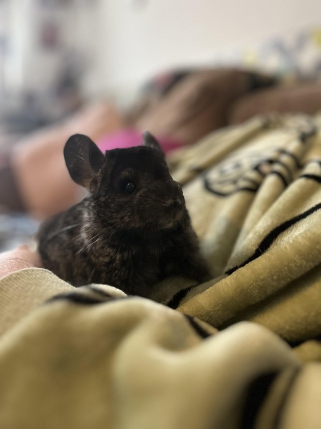 Preview of the first image of Chinchilla male dark stunning.